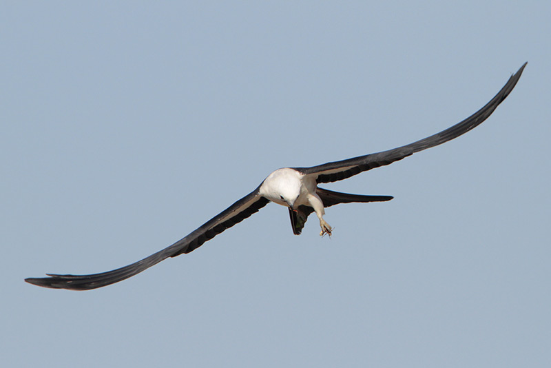 Swallow-tailed Kite