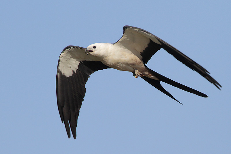 Swallow-tailed Kite