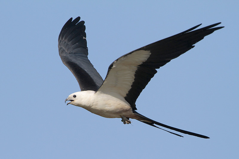 Swallow-tailed Kite