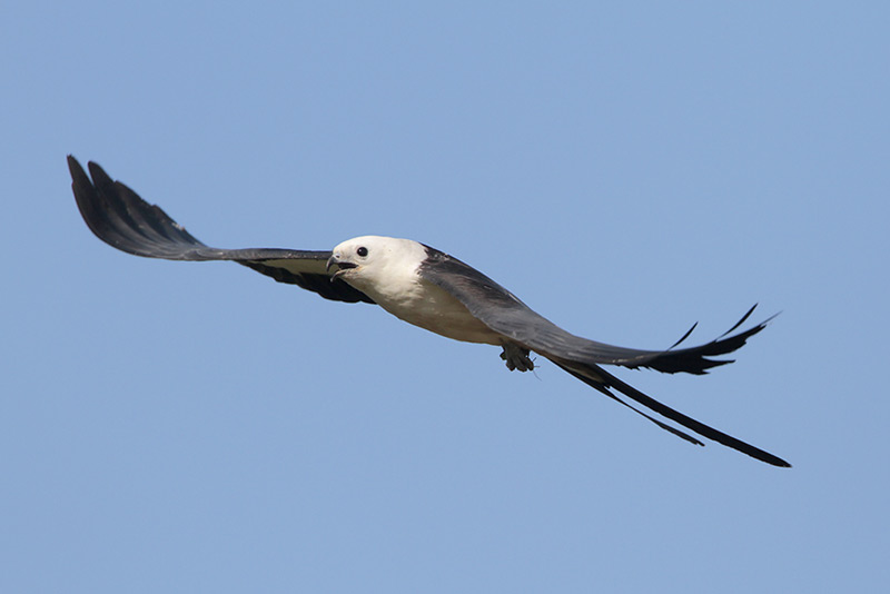 Swallow-tailed Kite