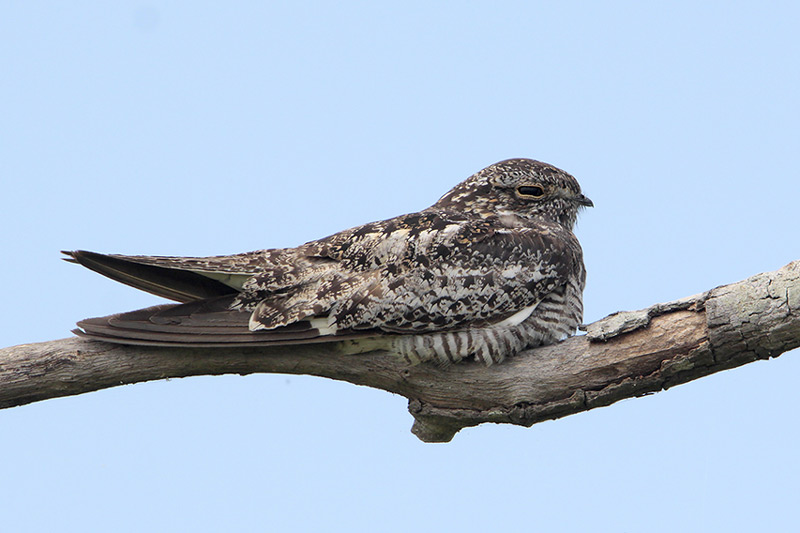Common Nighthawk