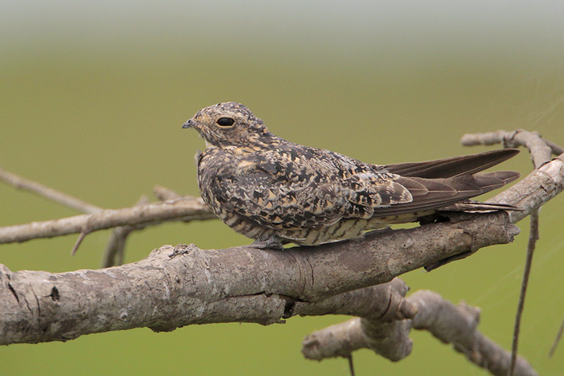 Common Nighthawk