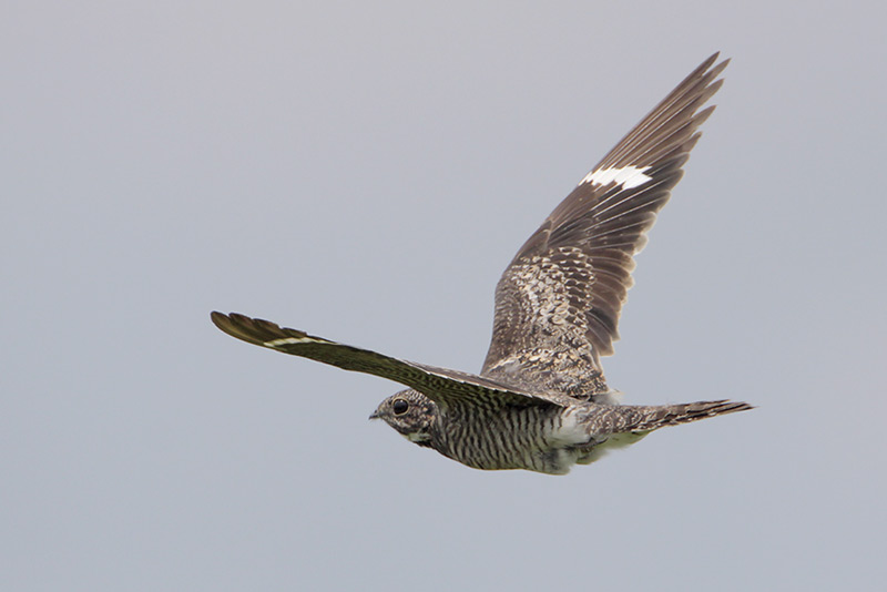 Common Nighthawk
