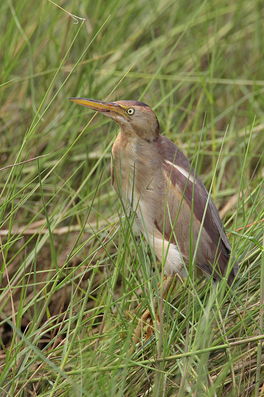 Least Bittern