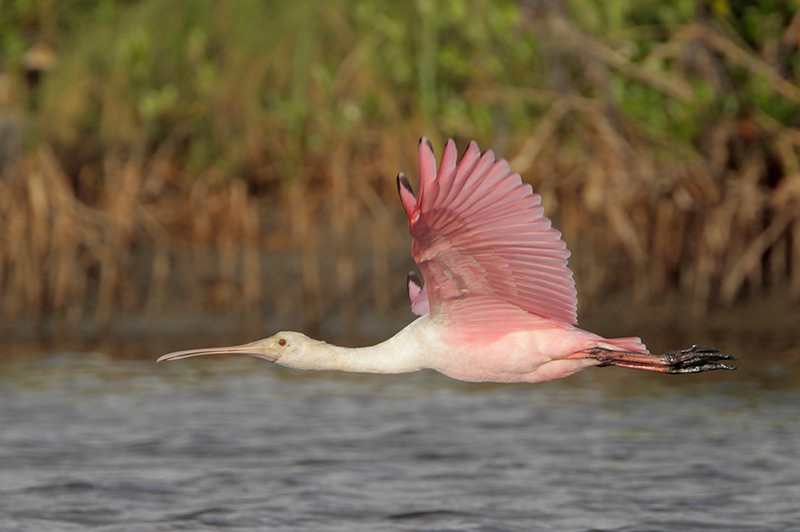 Roseate Spoonbill