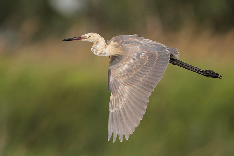 Reddish Egret