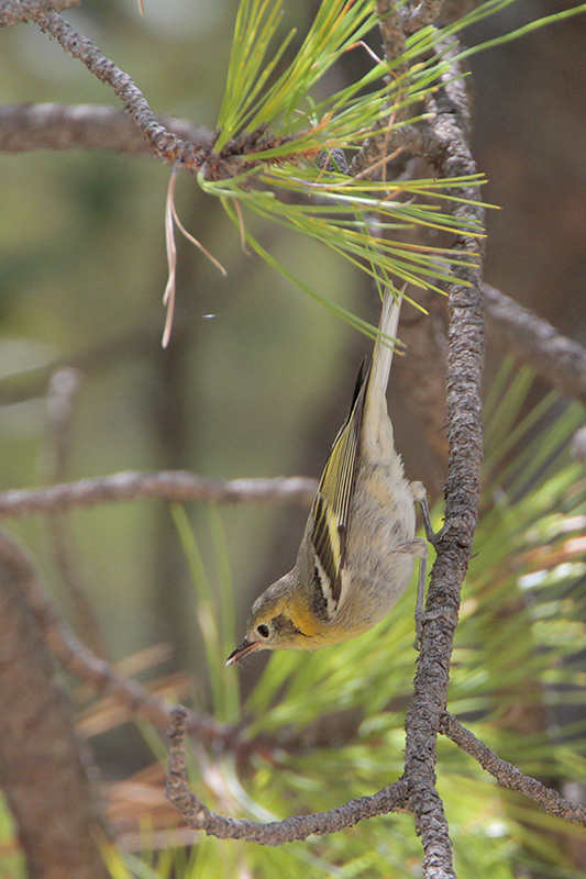 Olive Warbler