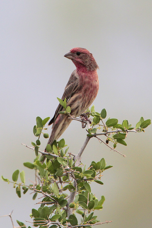 House Finch