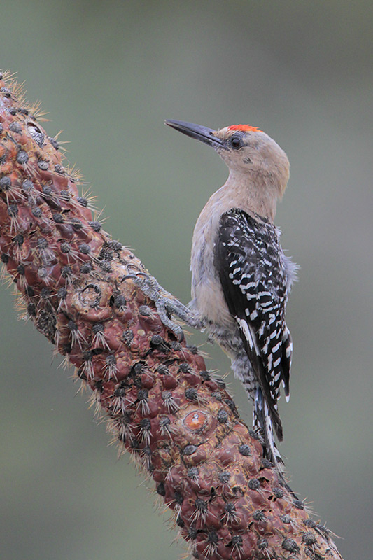 Gila Woodpecker