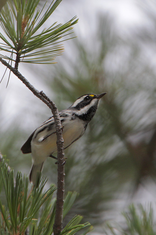 Black-throated Gray Warbler