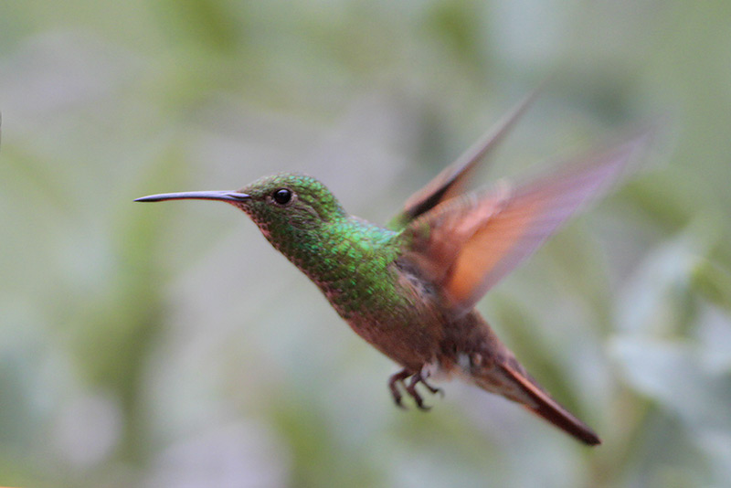 Berylline Hummingbird