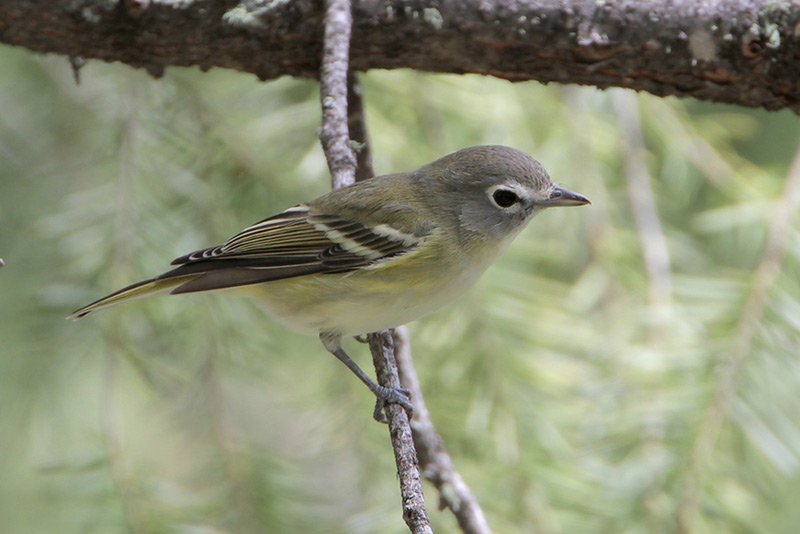 Cassies Vireo