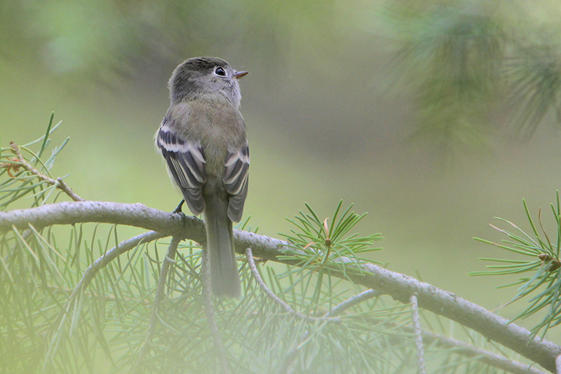 Cordilleran Flycatcher