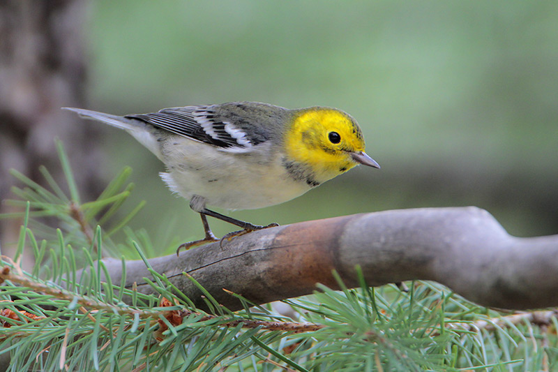 Hermit Warbler