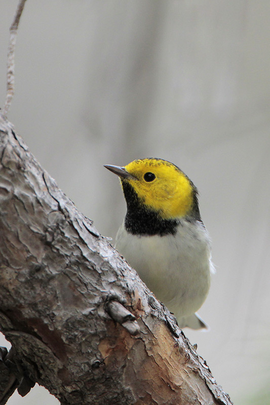 Hermit Warbler