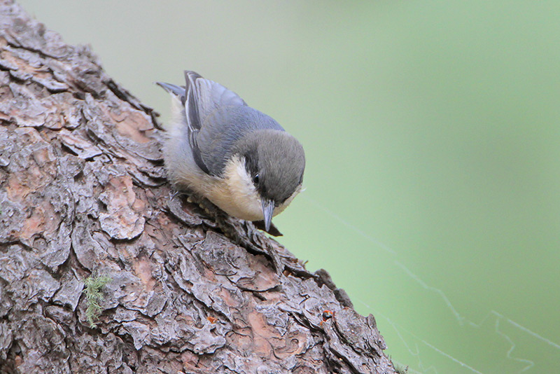 Pygmy Nuthatch