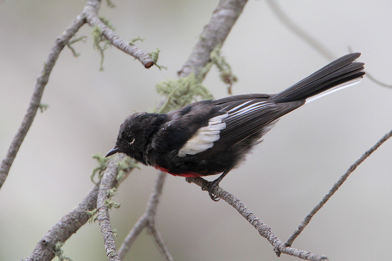 Painted Redstart