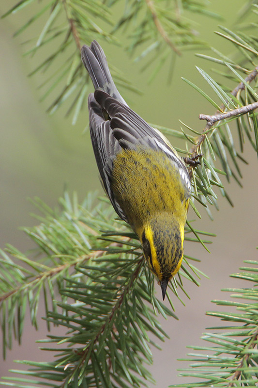 Townsends Warbler