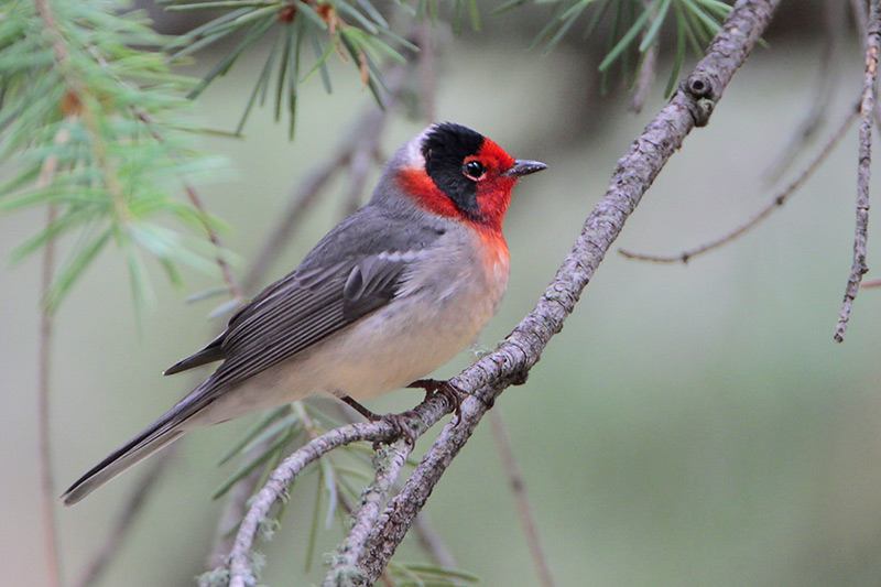 Red-faced Warbler