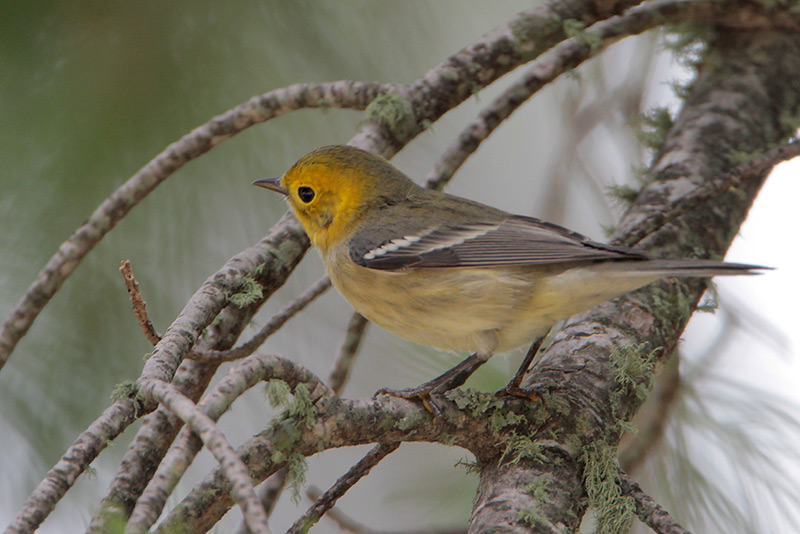Hermit Warbler