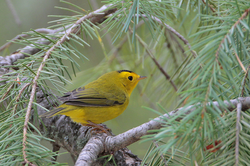 Wilsons Warbler