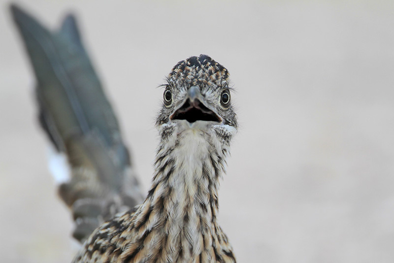 Greater Roadrunner