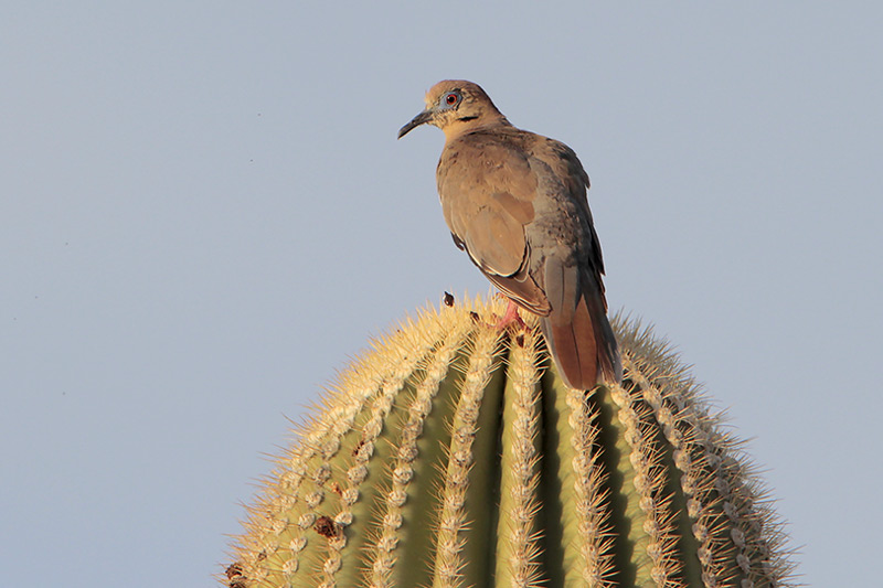 White-winged Dove