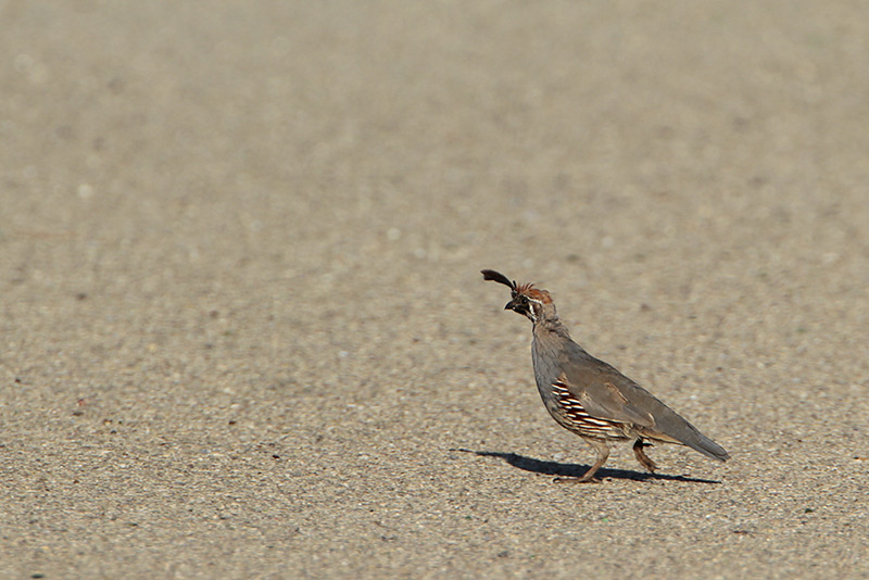 Gambels Quail