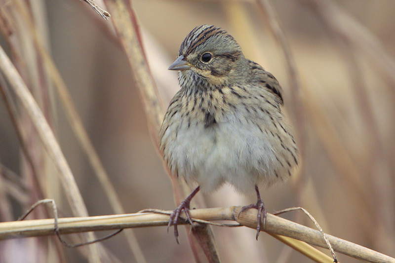 Lincolns Sparrow