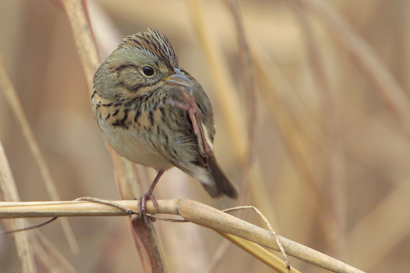 Lincolns Sparrow