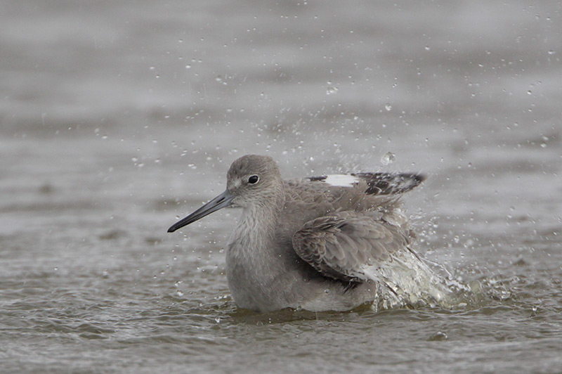 Willet
