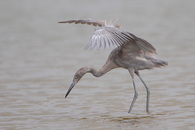 Reddish Egret