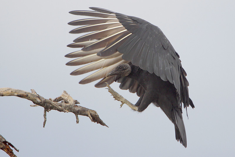 Black Vulture