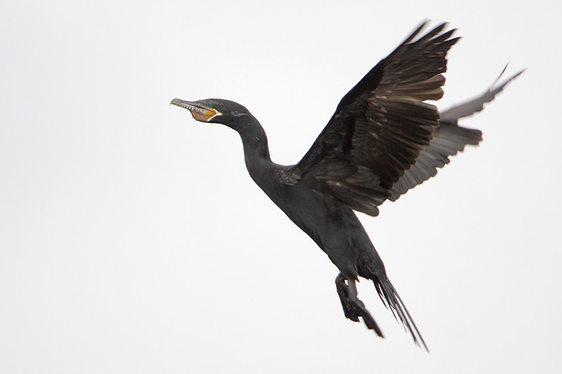 Neotropic Cormorant