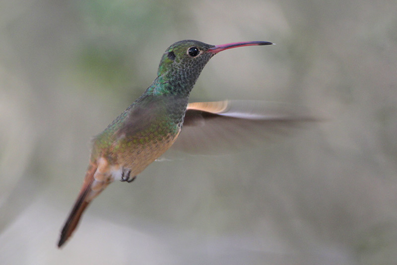 Buff-bellied Hummingbird