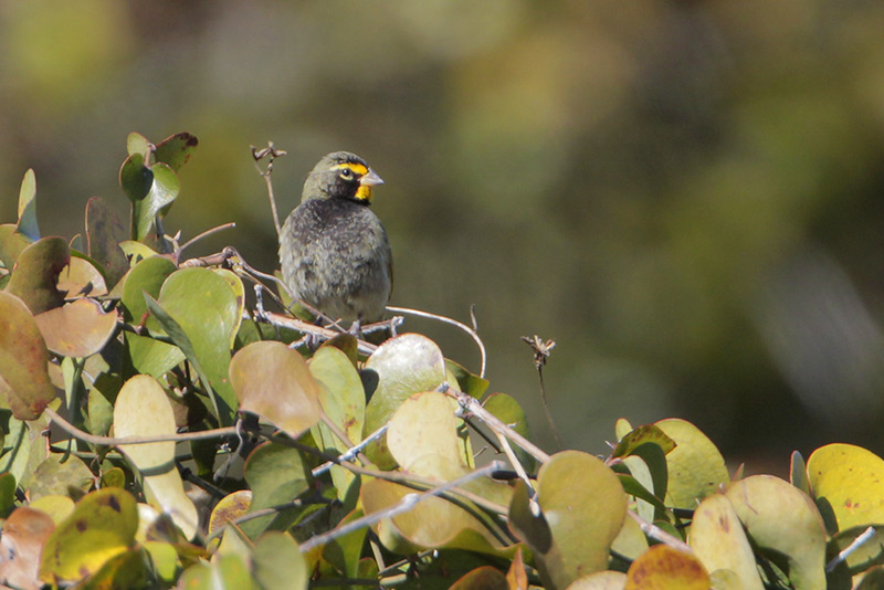 Yellow-faced Grassquit