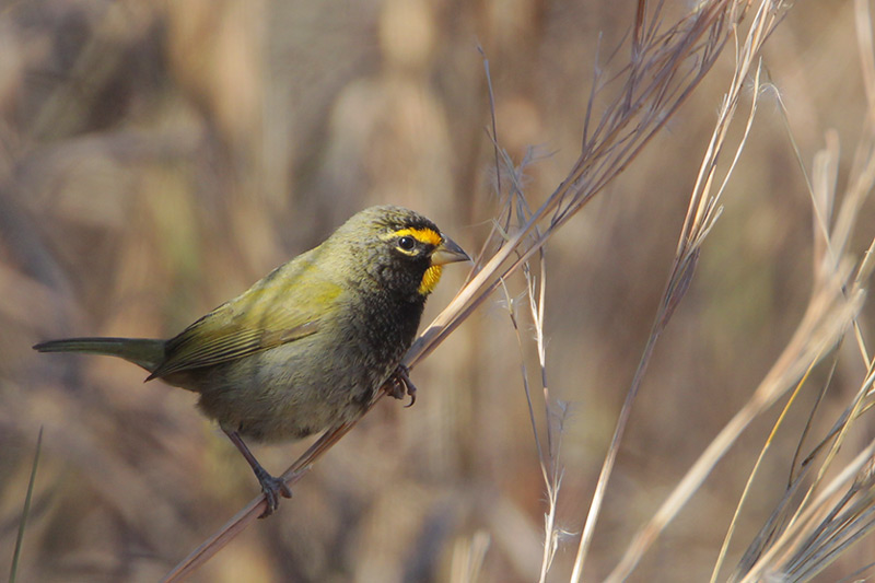 Yellow-faced Grassquit