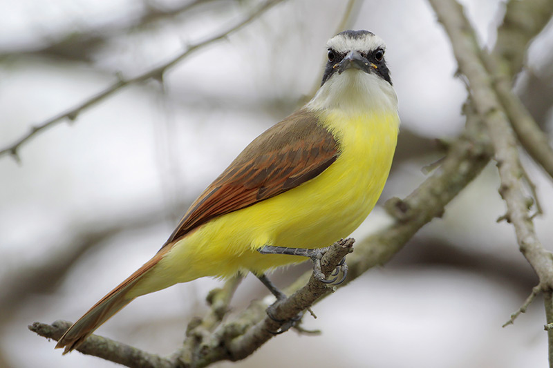 Great Kiskadee