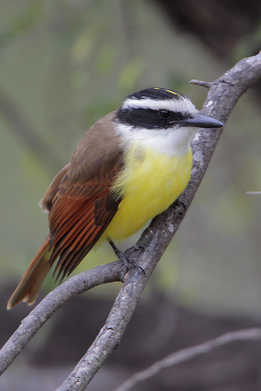 Great Kiskadee