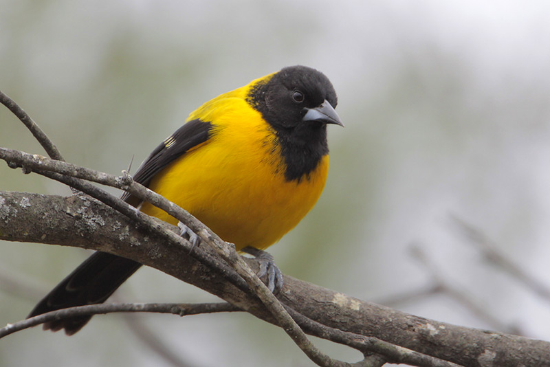 Audubons Oriole