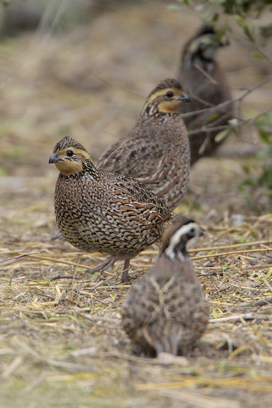 Northern Bobwhite