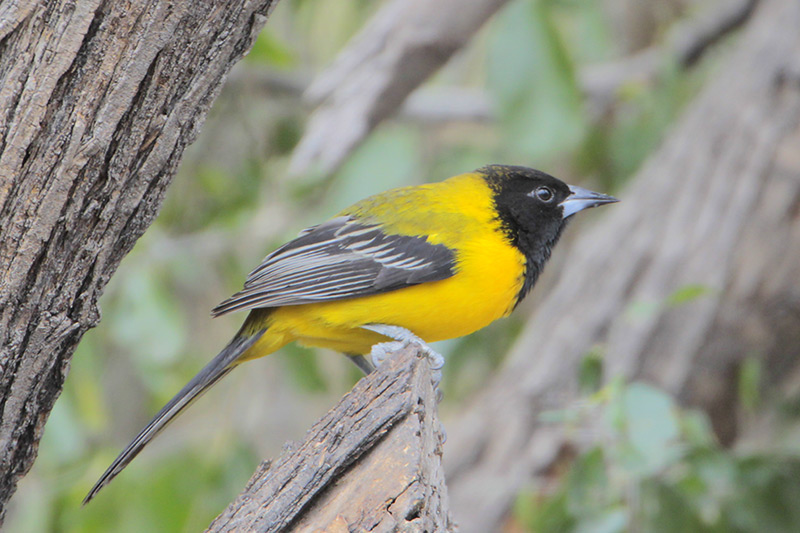 Audubons Oriole