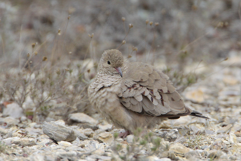 Common Ground-Dove