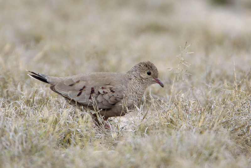 Common Ground-Dove
