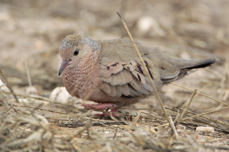 Common Ground-Dove