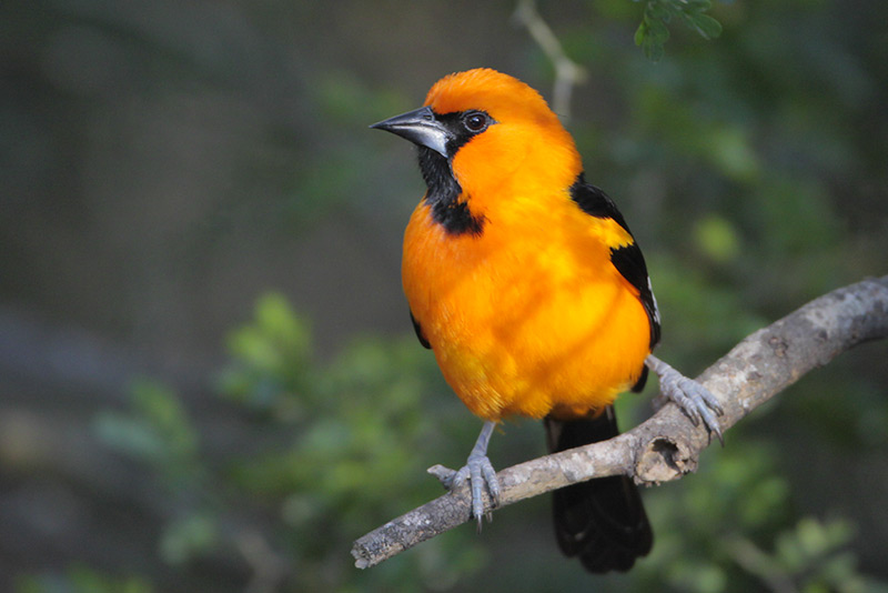 Altamira Oriole