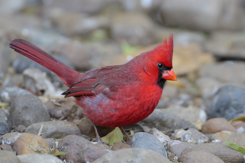 Northern Cardinal