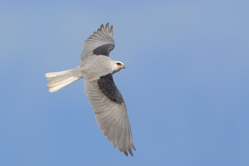 White-tailed Kite