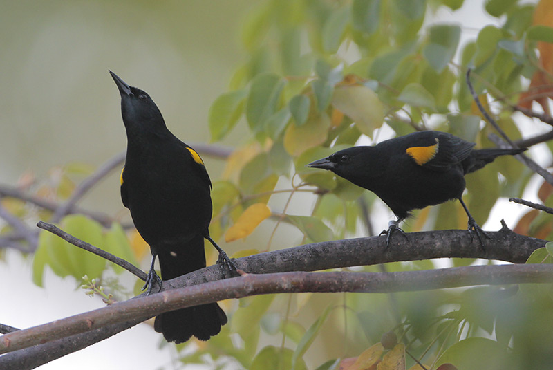Yellow-shouldered Blackbird