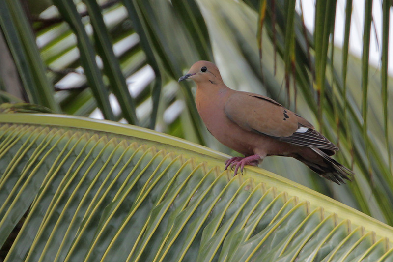 Zenaida Dove